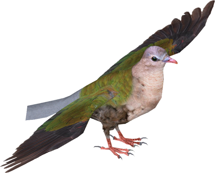Common Emerald Dove - Pigeons And Doves (725x725), Png Download