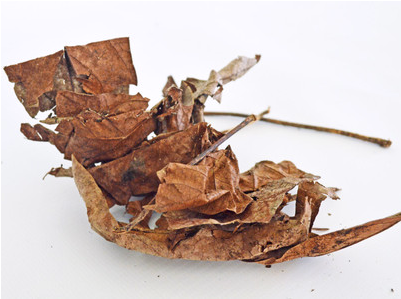 Hermit Crab Food - Wood (400x400), Png Download