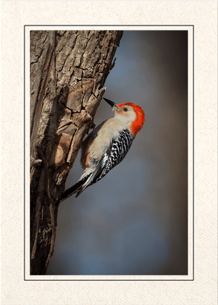 Red Bellied Woodpecker (620x637), Png Download