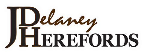 Ah Yankee 10s (592x244), Png Download