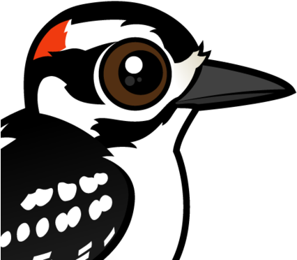 About The Hairy Woodpecker - Cute Woodpecker Clip Art (440x440), Png Download
