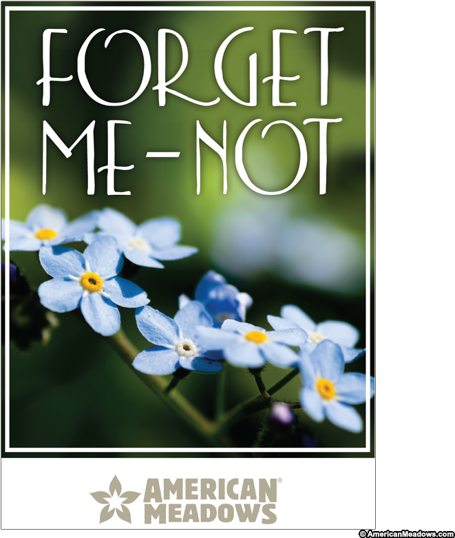 Forget Me Not Full Size Seed Packet - Vintage Paper Forget Me Not Flowers (800x800), Png Download