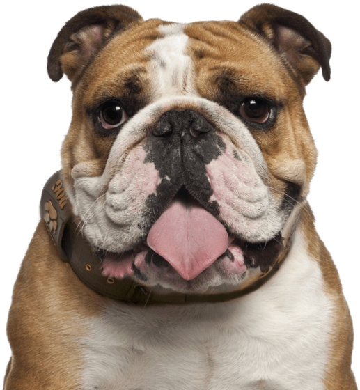 Bulldog Png Images