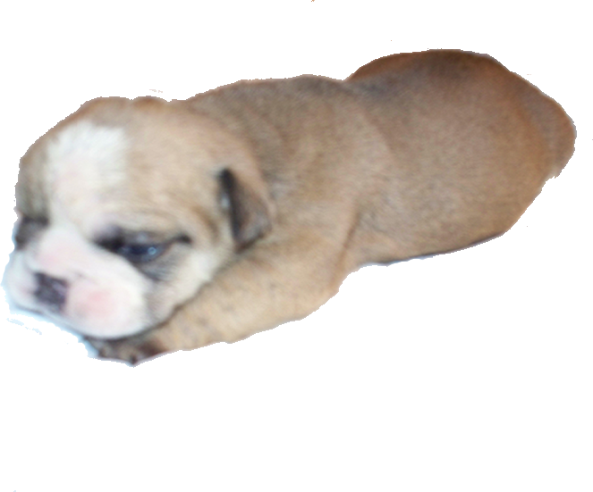 English Bulldog Puppies, English Bulldog Puppy, Bulldog - Bulldog (663x551), Png Download