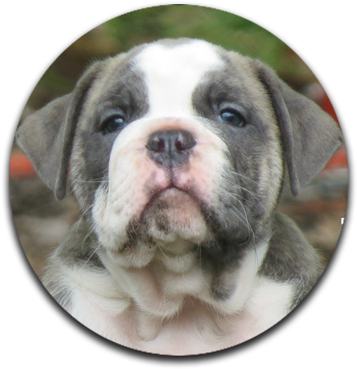 Olde English Bulldogges Farm Raised - Olde English Bulldogge (536x560), Png Download