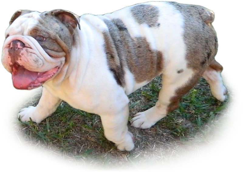 Butter, Butter X Bang Pedigree, Bang - Bulldog (847x594), Png Download
