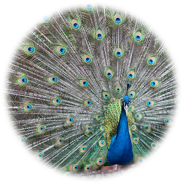 About Continental Feathers - Colorful Peacock Plumage Mouse Pad (600x600), Png Download