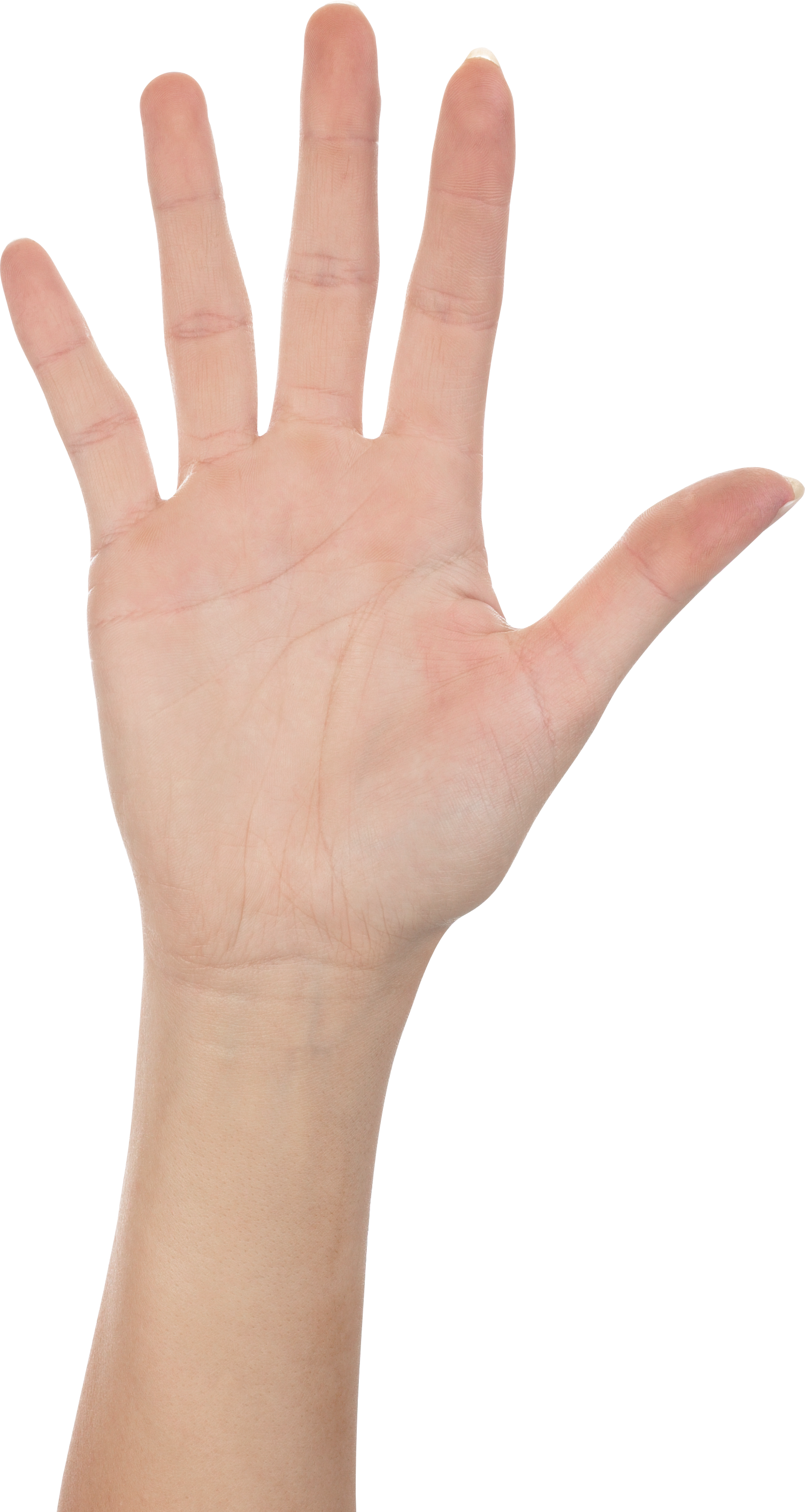 Hands Png Free Images, Pictures Download, Hand - Portable Network Graphics (1505x2827), Png Download