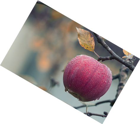 Required Options - Apple (474x421), Png Download