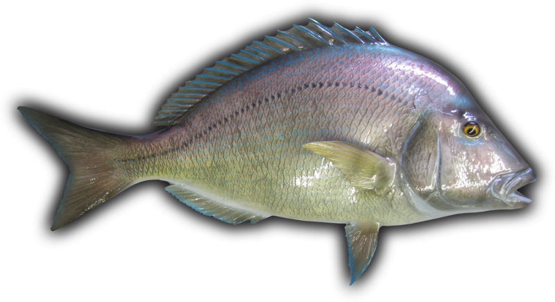 Porgy Fish Mount - Porgy Fish (800x435), Png Download