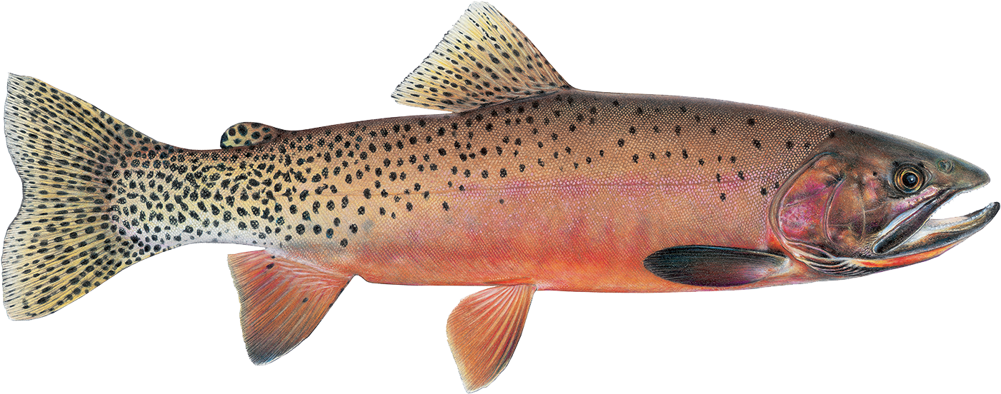 Westslope Cutthroat - Westslope Cutthroat Trout (1480x621), Png Download