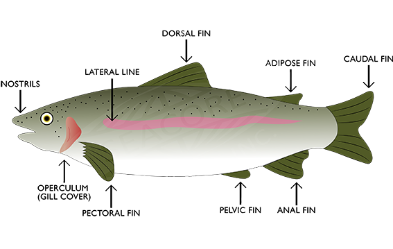 Oceanprime Sustainable Seafood Info - Hucho Taimen (575x358), Png Download