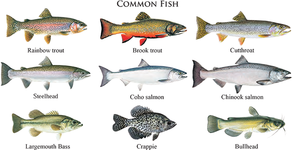 The Columbia River And The Rogue River Offer World-class - Salmon People: The Story Of Canada's West Coast Salmon (650x299), Png Download