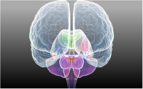 Clinical Neuroscience: Psychopathology And The Brain (498x312), Png Download