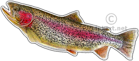 Rainbow Trout Decal - Art (590x260), Png Download
