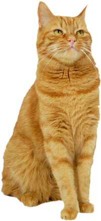 Red-cat - Ultra Pet Litter Pearls Micro Crystal Cat Litter - (332x500), Png Download