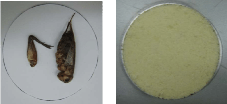 A) Photographic Image Of The Crickets; (b) Photographic - Chutney (850x357), Png Download