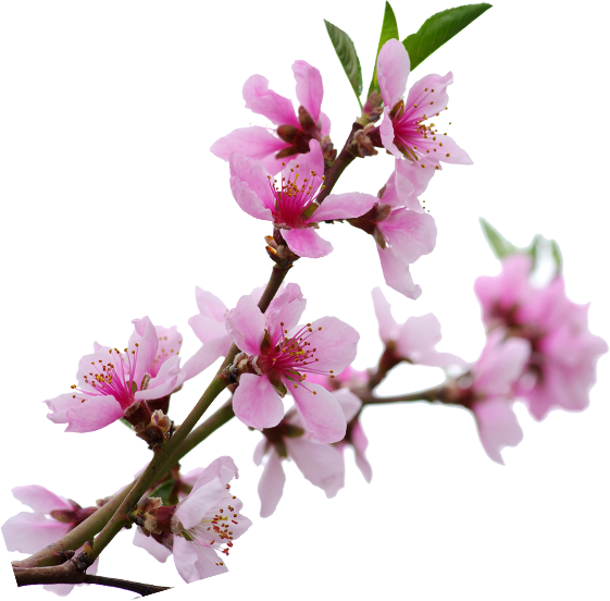 View More - Cherry Blossom (561x552), Png Download