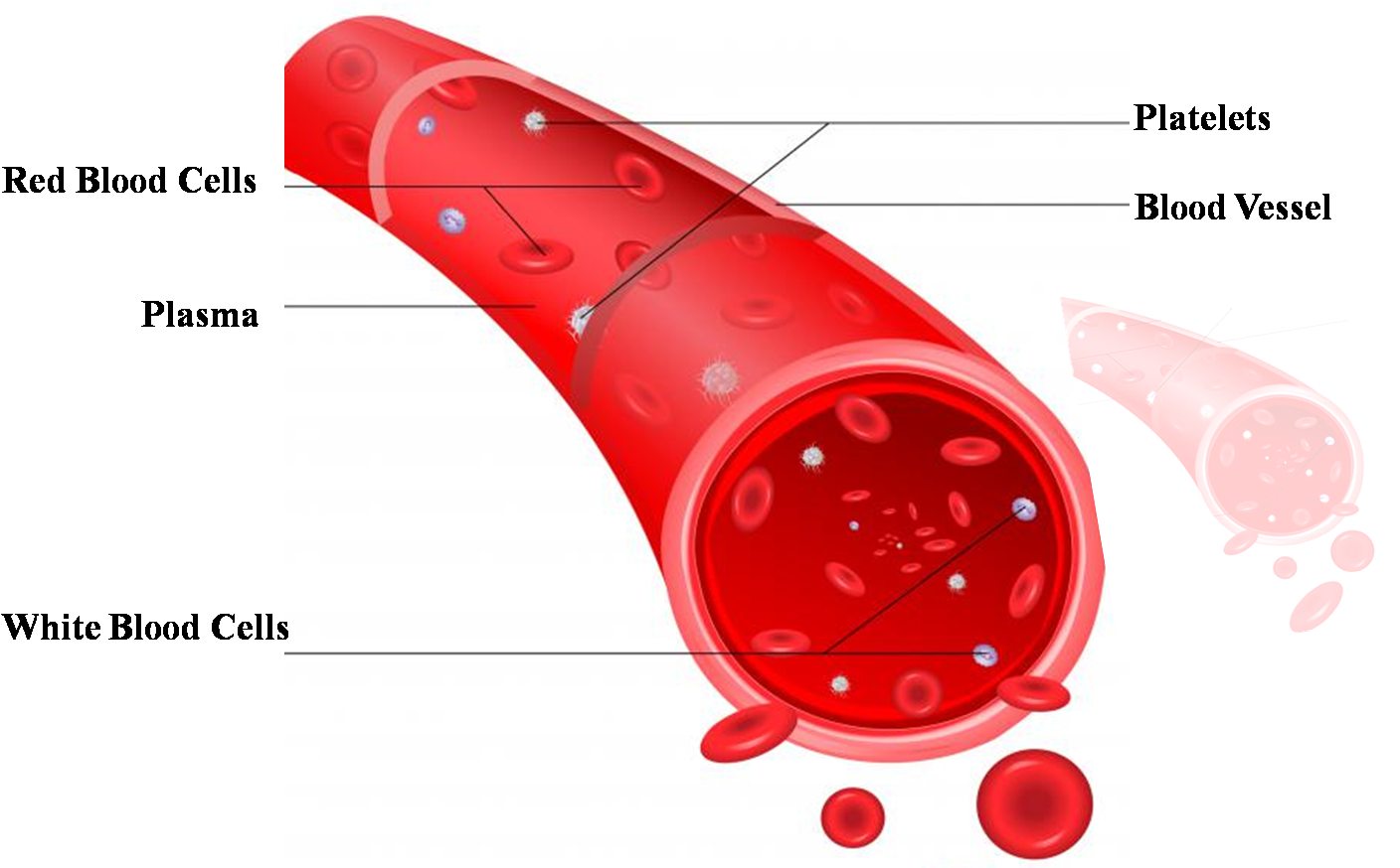 Red Blood Cell Diagram Labeled Clipart Best