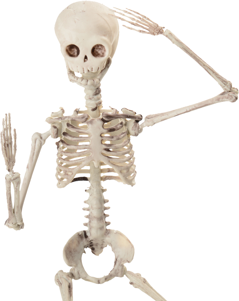 19 Inch Posable Skeleton (1000x1000), Png Download