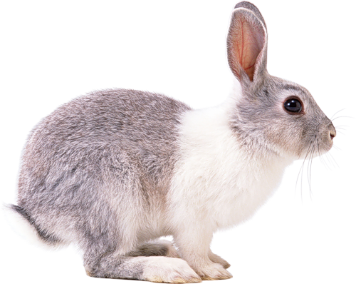 Visit - Rabbit Png (500x398), Png Download