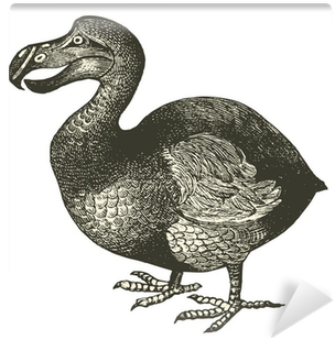 Dodo Illustration (400x400), Png Download