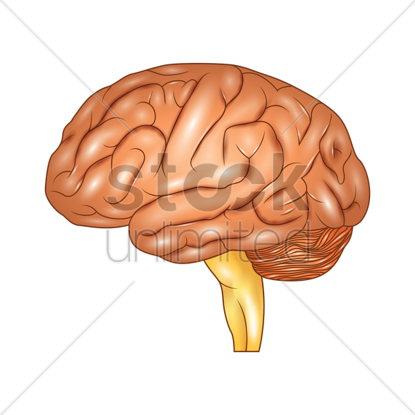 Human Vector Image Stockunlimited Graphic - Brain (600x600), Png Download