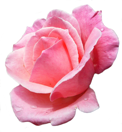 Download Hd Rose Fleur Png Fleur Rose Png Transparent Png Image Nicepng Com