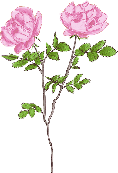 Croquis Fleurs Tiges Rose Crayon Rose - Buttercup (389x567), Png Download