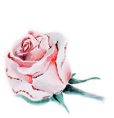 Rose (600x600), Png Download