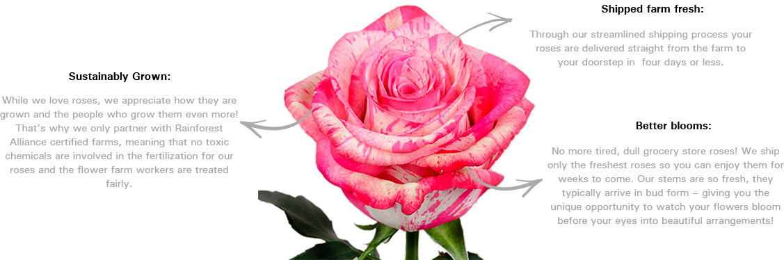 Amazing Rose - Rose Variety Magic Times (1127x374), Png Download