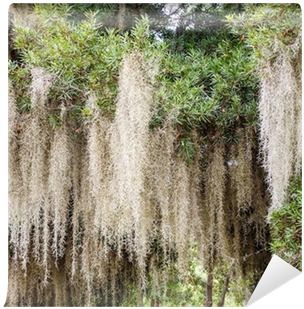 Close Up Of Spanish Moss Growing On Tree Wall Mural - Mousse Espagnole (400x400), Png Download
