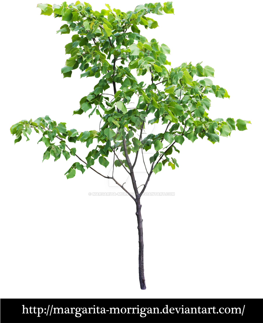 Pin By Laura Lalande On San Francisco - Tree Front View Png (900x1185), Png Download