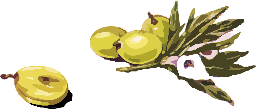 How To Set Use Olives Clipart - Olives Clipart (900x462), Png Download