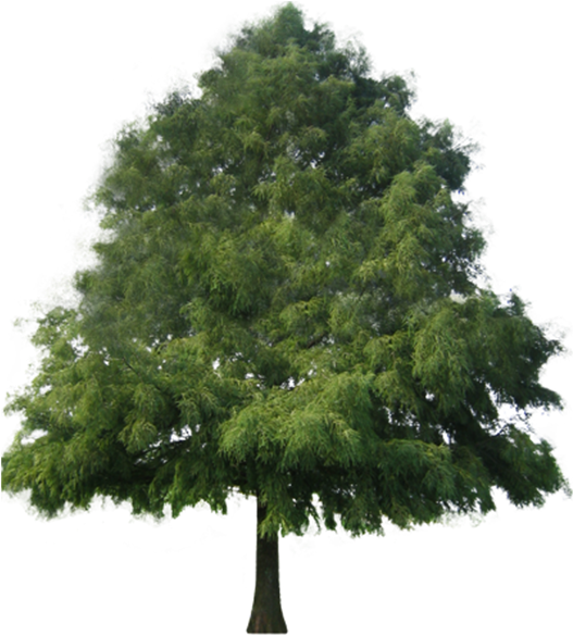 Bald Cypress1 Bald Cypress2 Bald Cypress3 Bald Cypress4 - Pino Png (526x600), Png Download