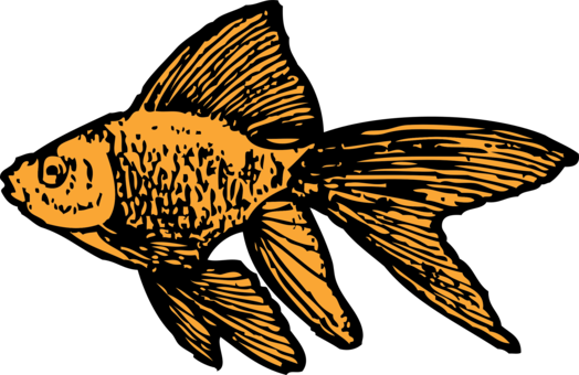 Goldfish Download Ornamental Fish Drawing - Goldfish Clip Art (524x340), Png Download
