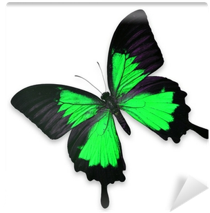 Beautiful Black And Green Butterfly Wall Mural • Pixers® - Butterfly (400x400), Png Download