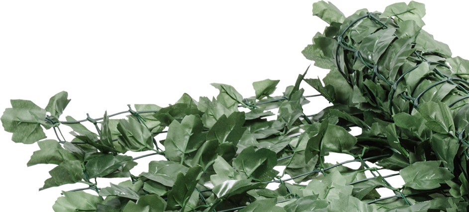 Green Ivy Roll - Maidenhair Tree (943x427), Png Download