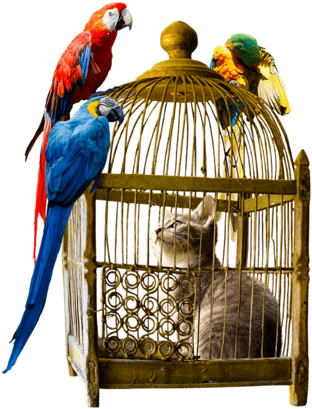 Convivir Gatos Pájaros - Die Ertraumte Freiheit By Petruta Ritter (960x863), Png Download
