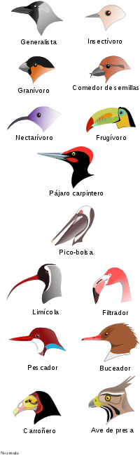 Birdbeaksa-es - Svg - Types Of Bird Heads (220x662), Png Download