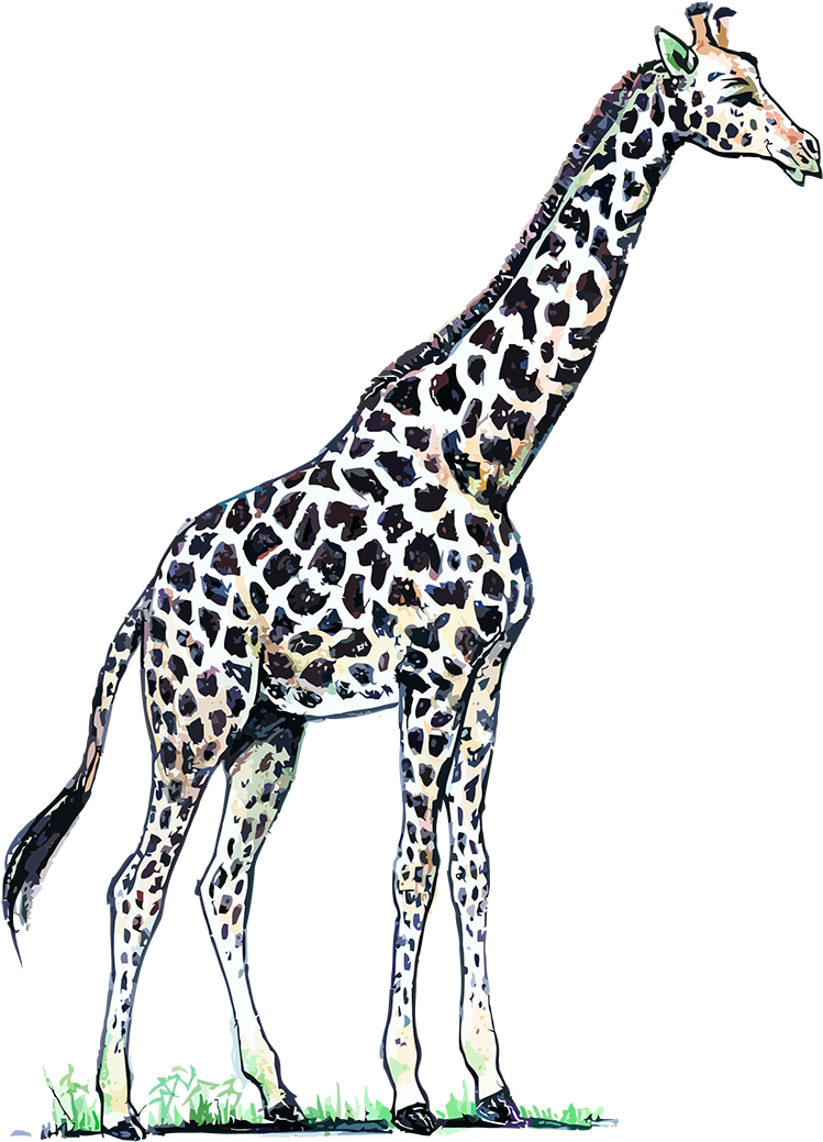 Color Pardo Castaño Recortado Por Una Red De Líneas - Color Jirafa (800x1044), Png Download