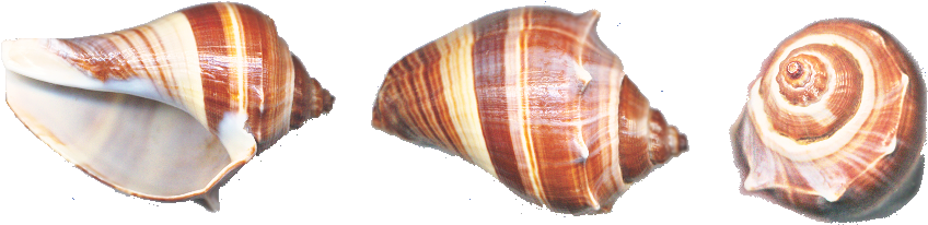 Conch Png - Portable Network Graphics (875x218), Png Download