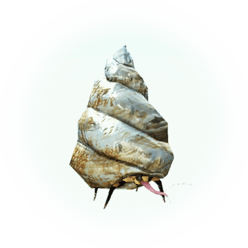 Conch-parasitic Bee - Tall Ship (360x360), Png Download