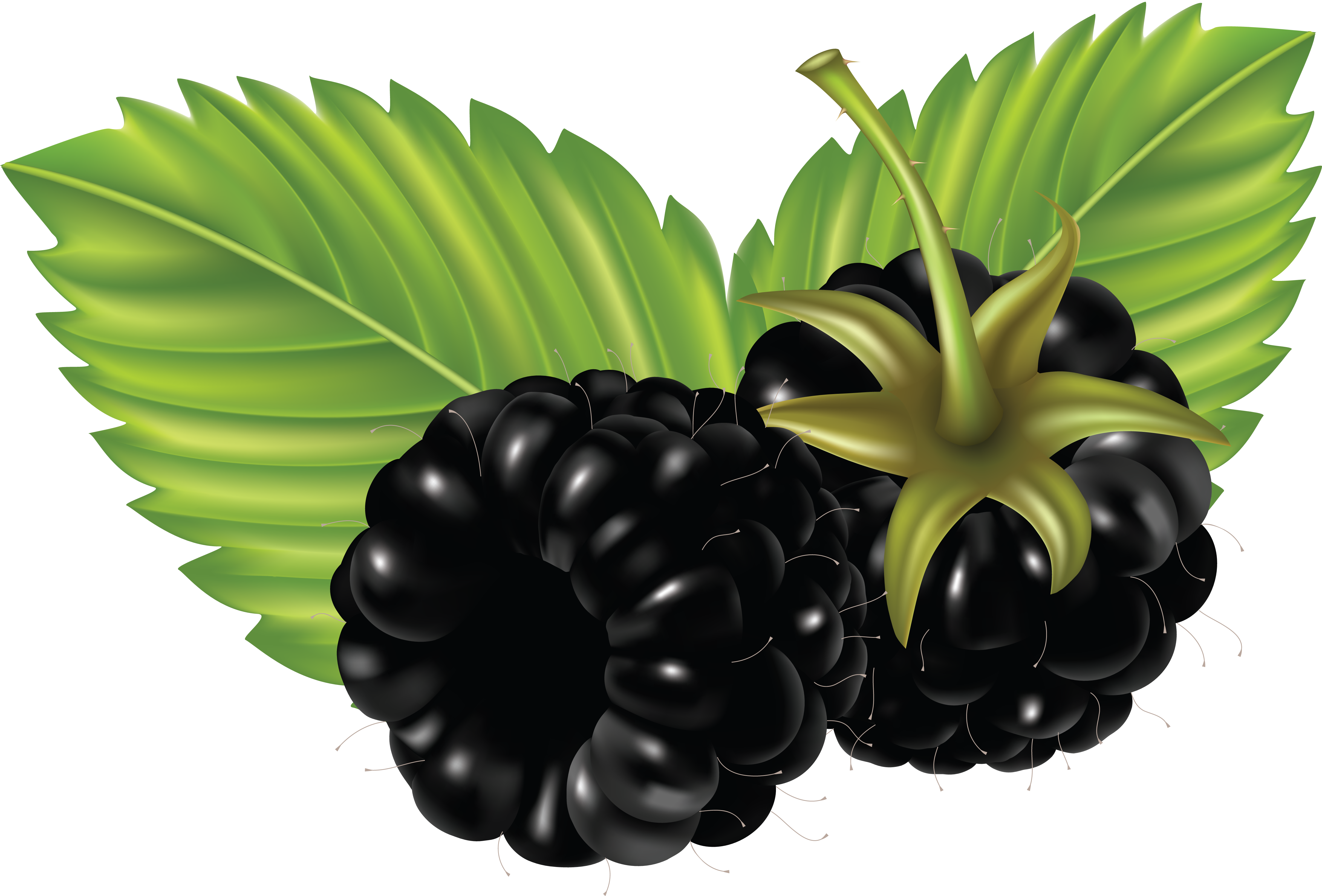 Blackberries Png (4830x3276), Png Download