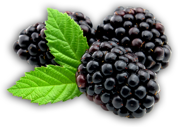 Iphone - Biofinest Mulberry Juice Powder - 100% Pure Freeze-dried (610x435), Png Download