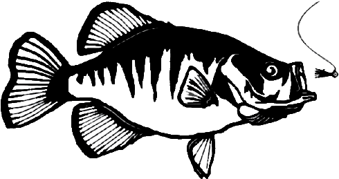 Big Fish Race - Ray-finned Fish (500x271), Png Download