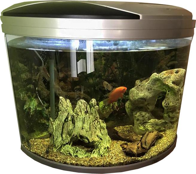 Fish Tank Transparent Background Fish Images - Fish Tank No Background (655x579), Png Download