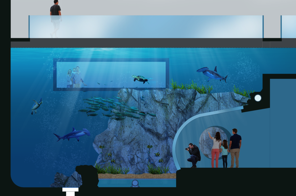 Baja Tank - Point Defiance Zoo New Aquarium Opening (1000x662), Png Download