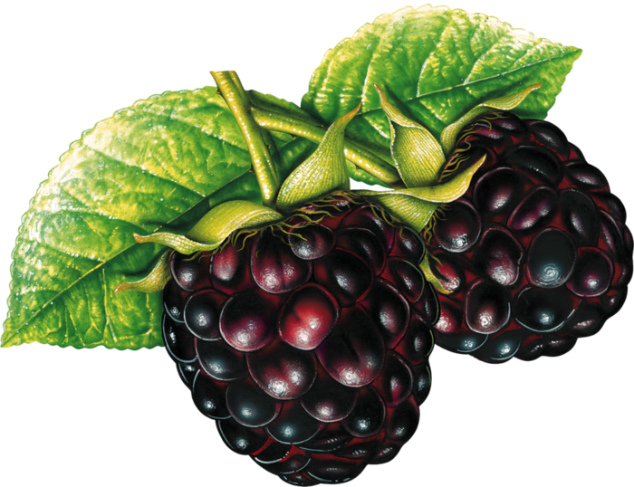 Blackberry Png - Fruit Clipart (700x538), Png Download
