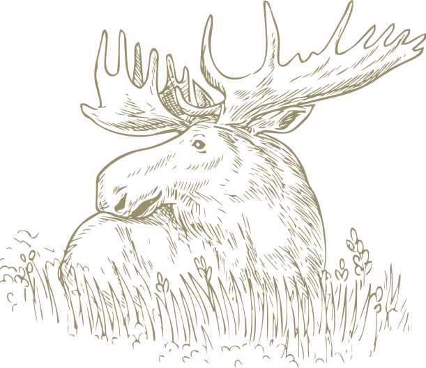 Wedding Videographer Newcastle - Black And White Moose (611x528), Png Download